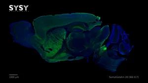 SYSY Antibodies