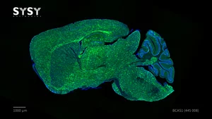 SYSY Antibodies