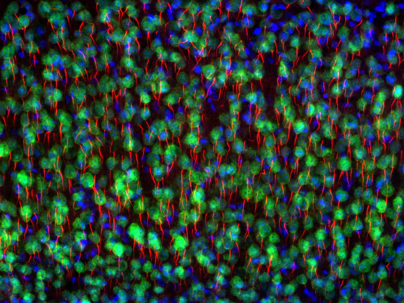 Indirect immunostaining of PFA fixed mouse cortex section with Guinea pig anti-TRIM 46