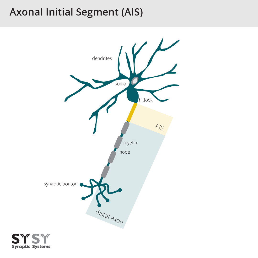 Synaptic Systems overview Axonal initial segment (AIS)
