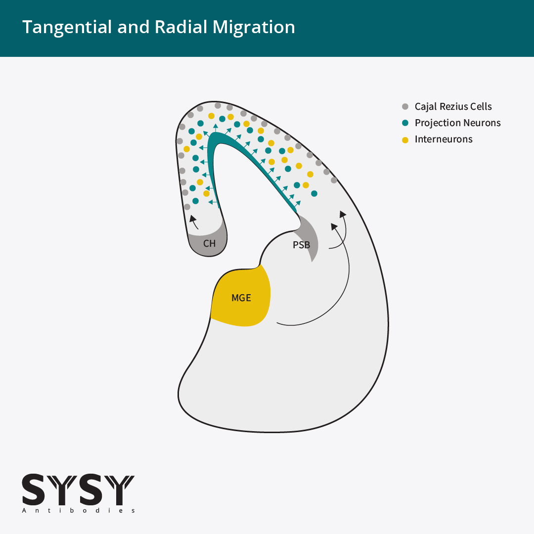 Figure 1: Tangential and Radial Migration. Excitatory projection neurons show radial migration from the ventricular and subventricular zones (VZ/SVZ, green), whereas inhibitory interneurons originate from the medial ganglionic eminence (MGE, yellow) and migrate tangentially into the neocortex. Cajal–Retzius cells (CR cells, gray), migrate tangentially into the marginal zone (layer I). CR cells originate from different regions, primarily from the cortical hem (CH) with additional contributions from the pallial–subpallial boundary (PSB) and septum.