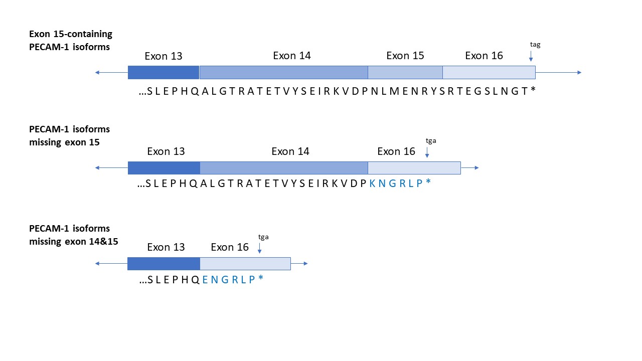 Schematic diagram illustrating cDNA and resulting amino acid sequences for Δ15-containing isoforms of mouse CD31 / PECAM-1.