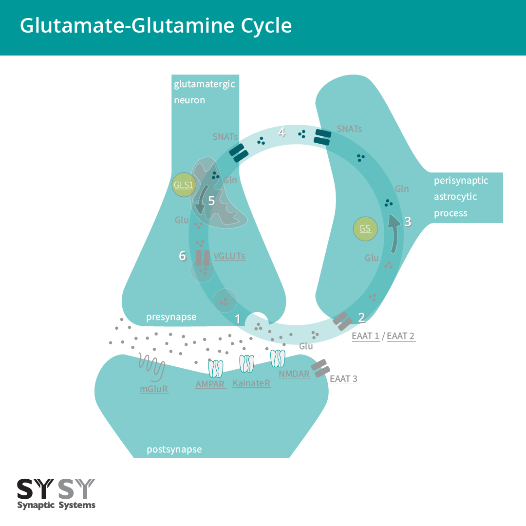 Glutamate-glutamine cycle between the glutamatergic neuron and the astrocyte