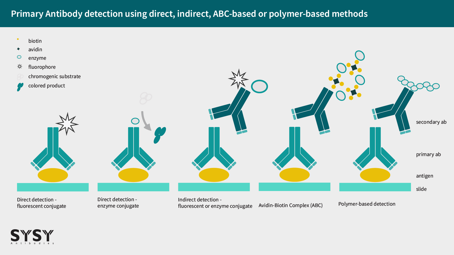 Figure 1: Primary Antibody detection using direct, indirect, ABC-based or polymer-based methods.