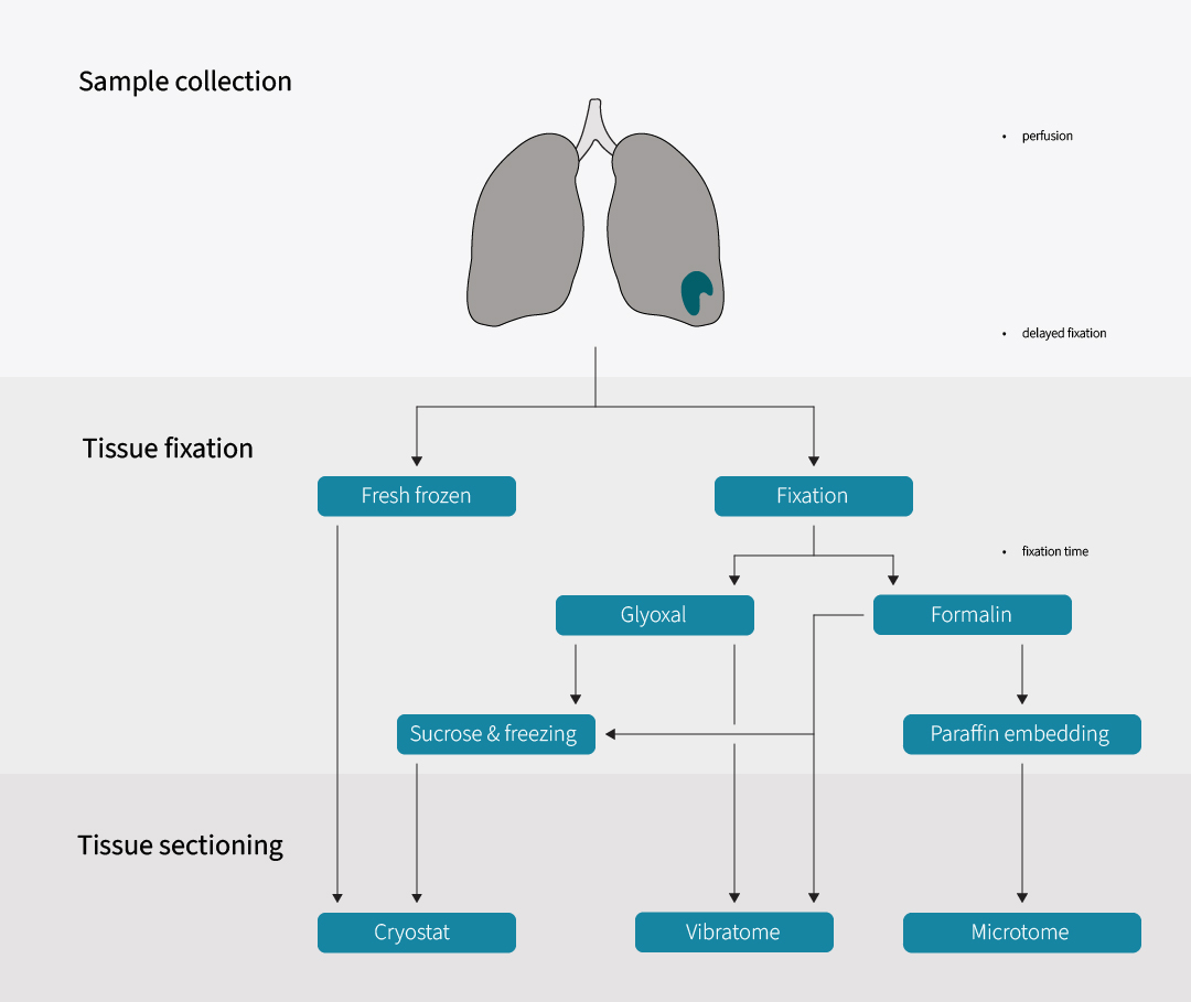 Workflow of sample collection, preparation and sectioning with potential pitfalls.
