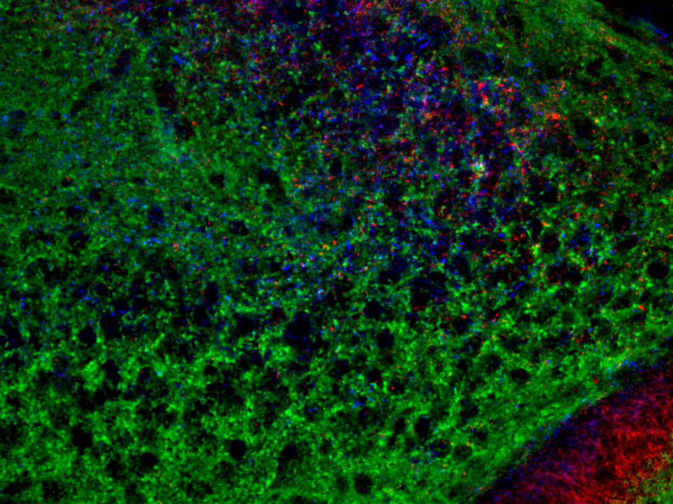 Triple immunostaining of VGLUT 1-3 in mouse brain demonstrating differential expression of the VGLUTs