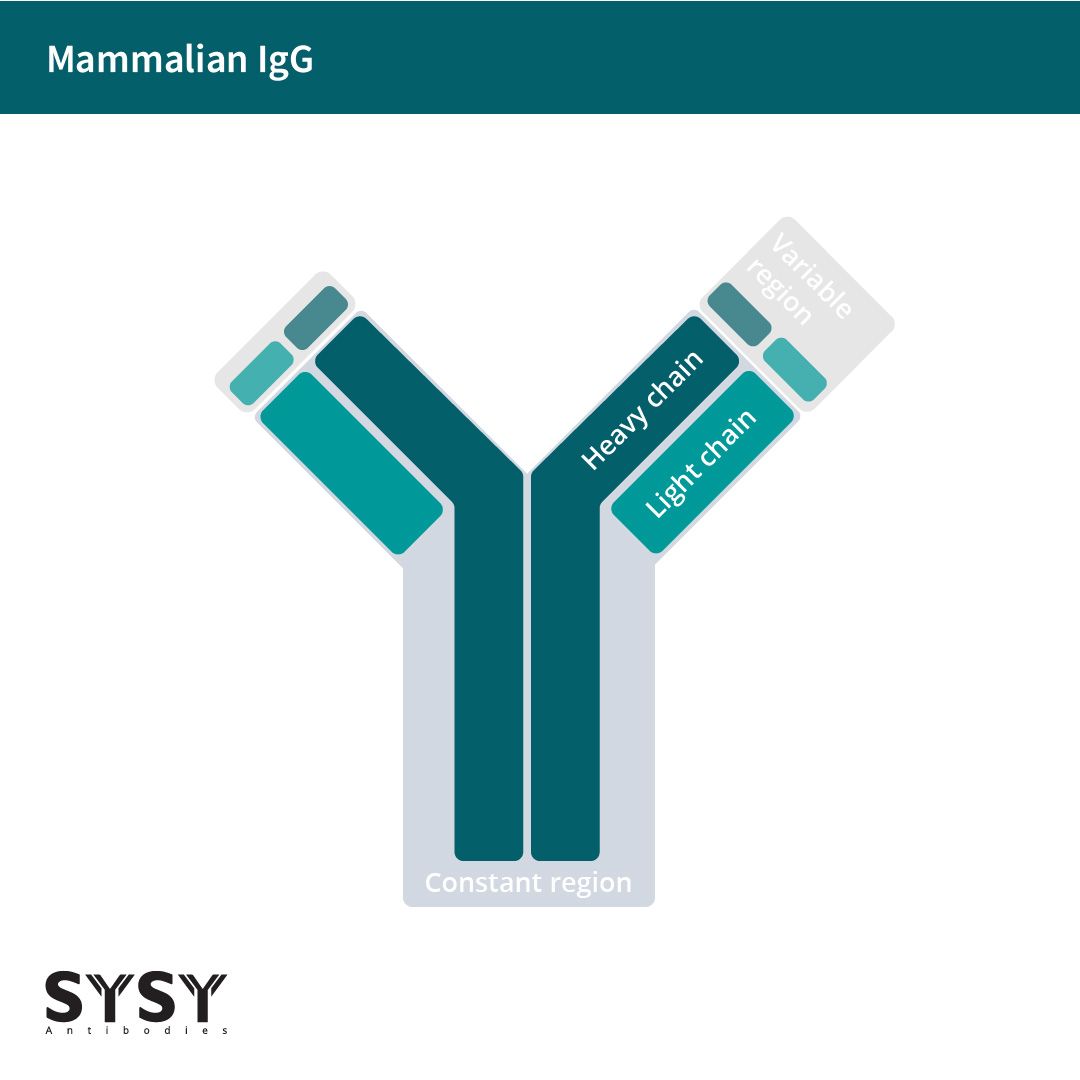 Mammalian IgG’s consist of two heavy and two light chains. Both heavy and light chains contain species-specific constant regions and variable sequences which are responsible for target recognition.