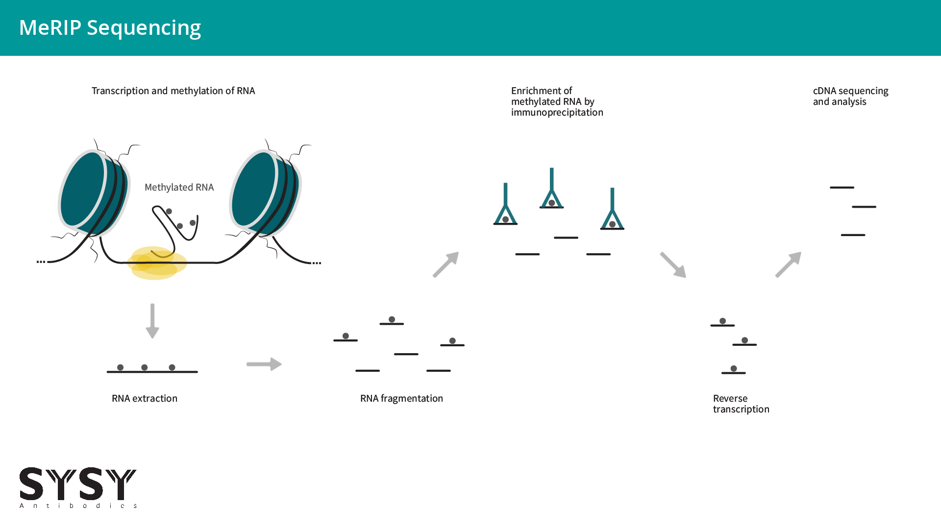 MeRIP Sequencing