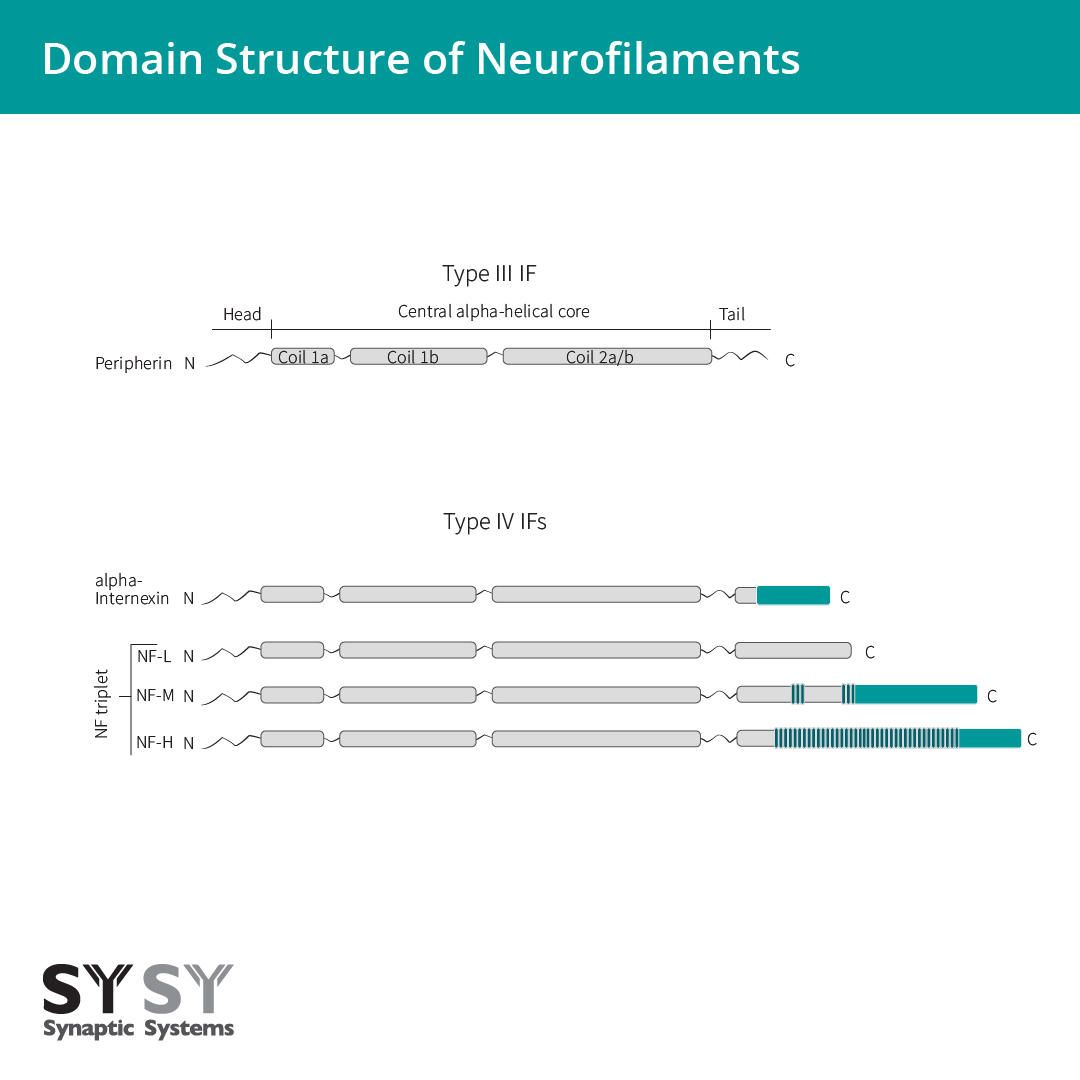 Domain structure of neurofilament proteins