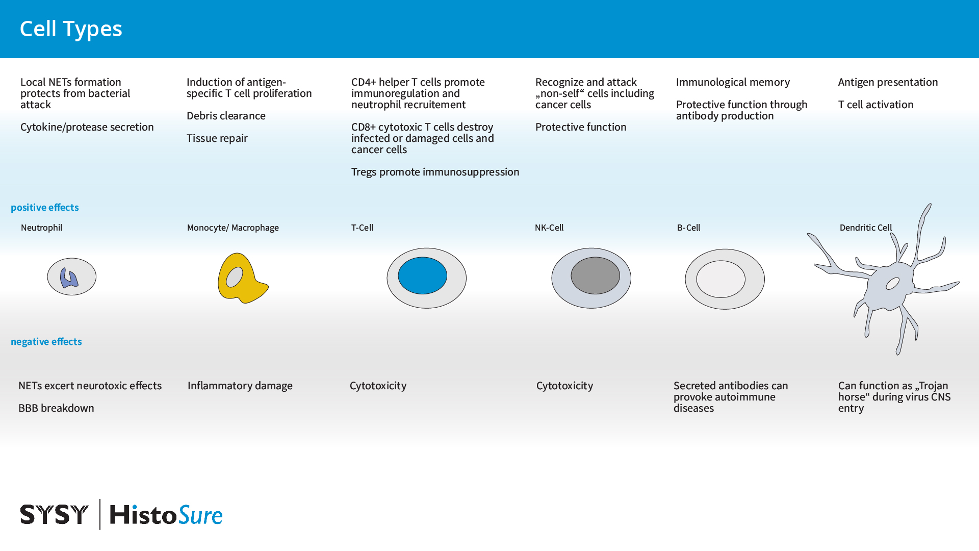 The good and the dark side of peripheral immune cells: Infiltration of peripheral immune cells during inflammation induces protective or pathogenic effects in the brain. 