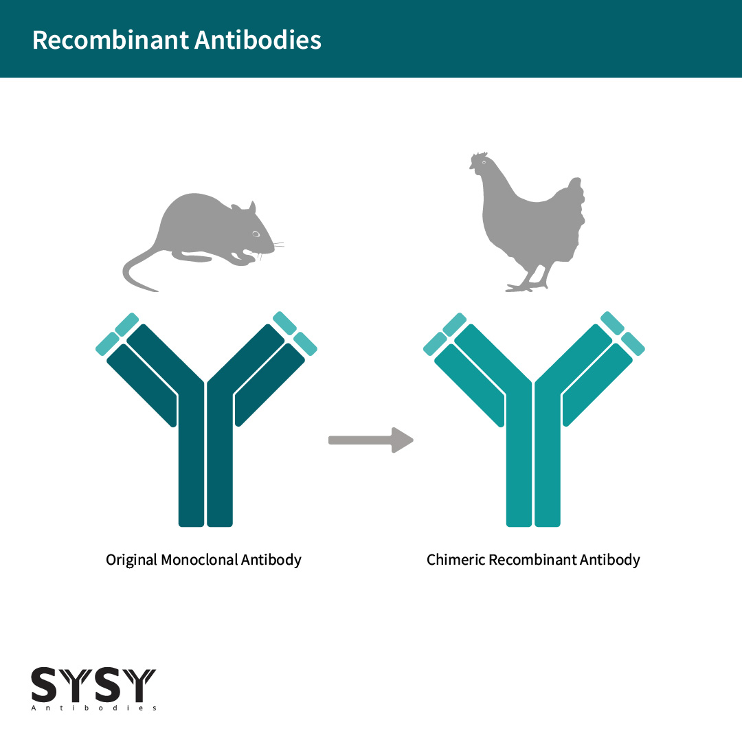 A chimeric recombinant antibody is obtained by exchanging the constant regions of a monoclonal antibody by constant sequences from another species. Left side rabbit, right side chicken.