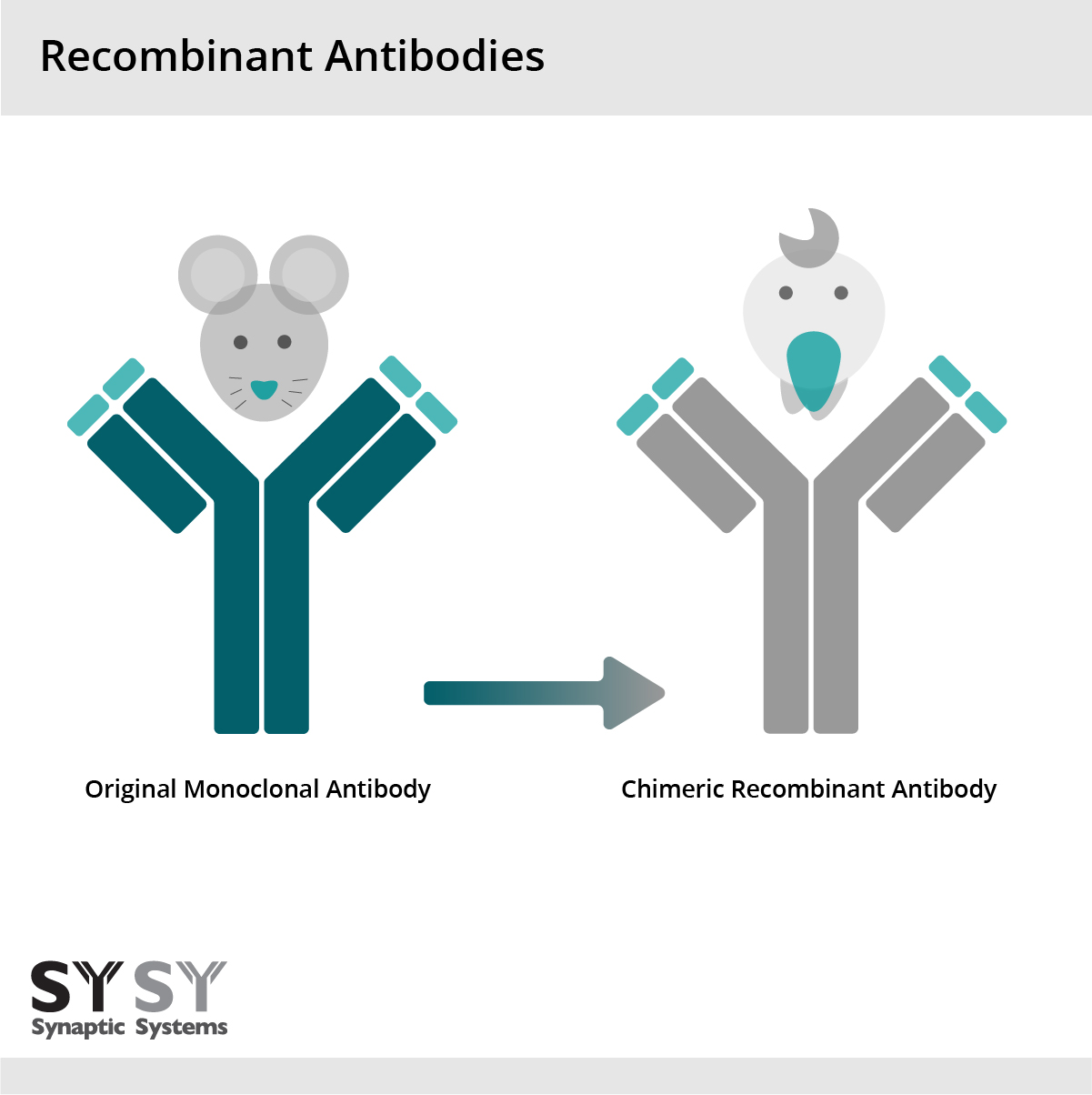 A chimeric recombinant antibody