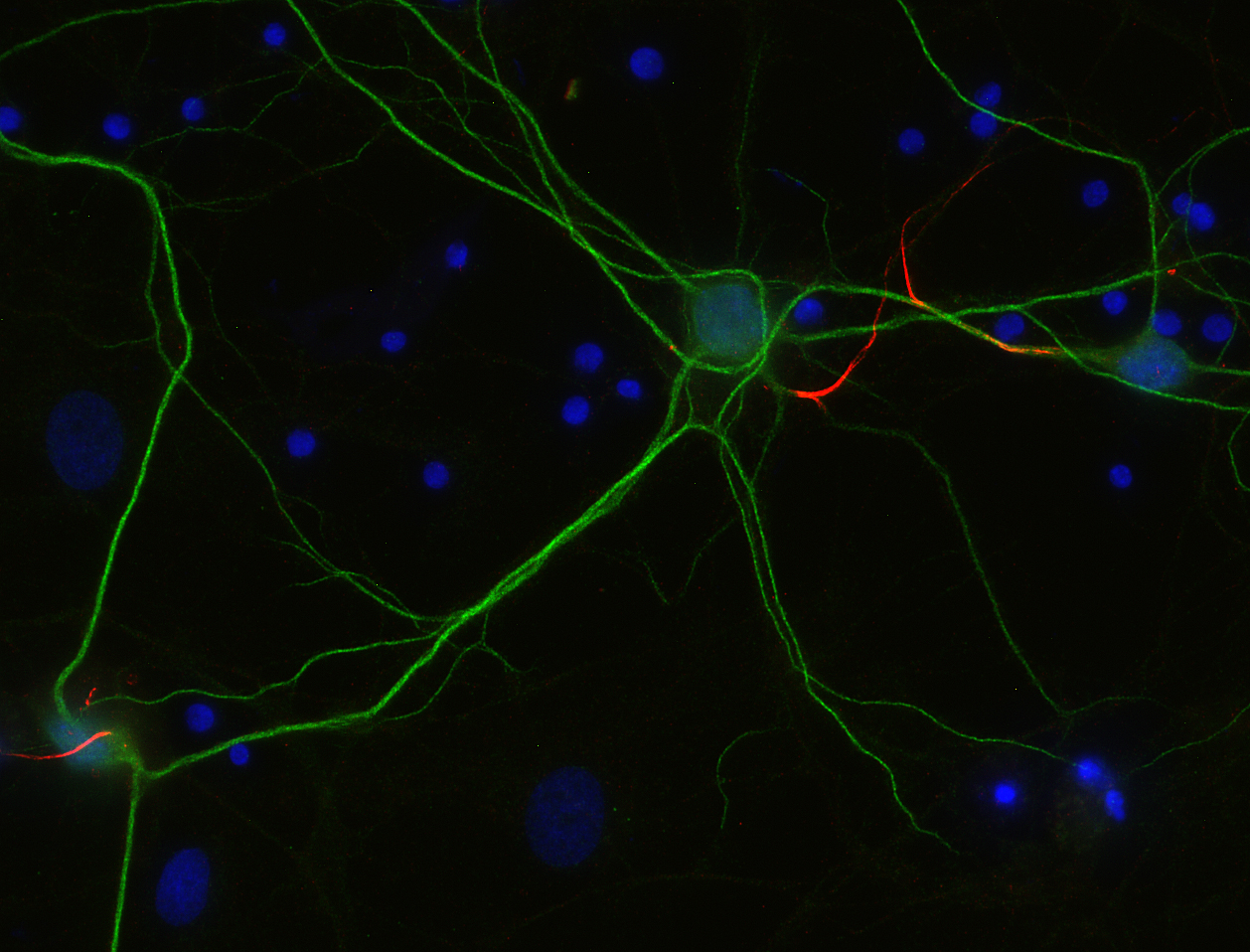 Indirect immunostaining of PFA fixed rat hippocampus neurons with Guinea pig anti-TRIM 46