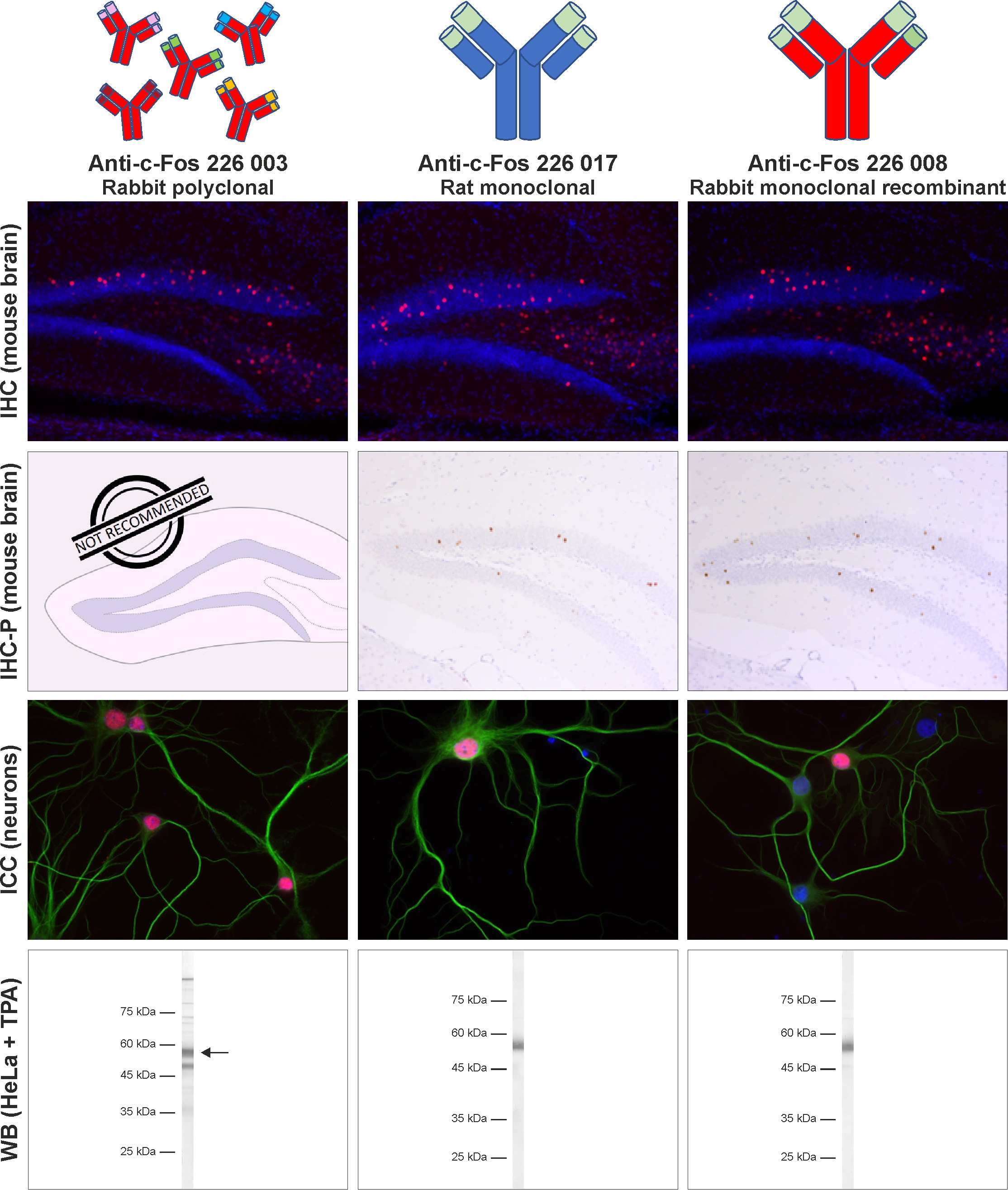 Figure 4: Comparison of SySy c-Fos antibodies "226 003", "226 017" and "226 008" in standard applications WB, ICC, IHC and IHCP