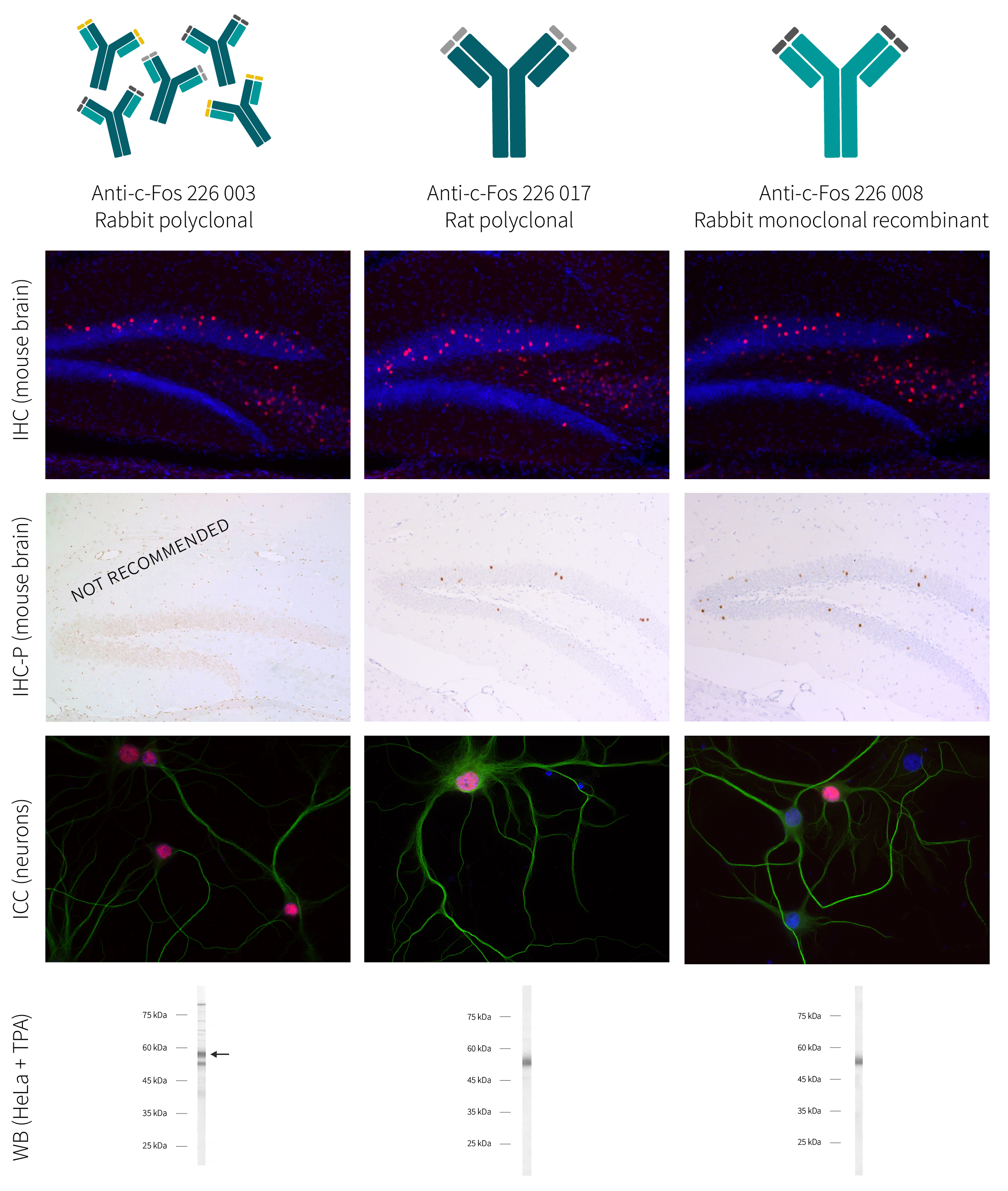 Figure 4: Comparison of SySy c-Fos antibodies "226 003", "226 017" and "226 008" in standard applications WB, ICC, IHC and IHCP