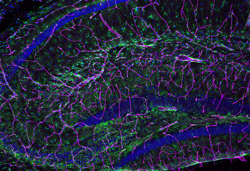 Indirect immunostaining of a glyoxal immersion fixed mouse brain (hippocampus) section with guinea pig anti-GLUT1 antibody