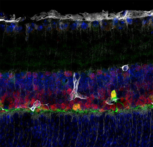 Indirect immunostaining of a formaldehyde fixed mouse retina section with mouse anti-Kir4.1 antibody (cat. no. 472 011, white), guinea pig anti-Prox1 antibody (cat. no. 509 005, red) and rabbit anti-Calbindin D28k antibody (cat. no. 214 008, green). Nuclei have been visualized by DAPI staining (blue).