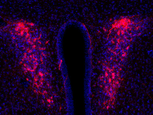 Indirect immunostaining of PFA fixed mouse brain section (hypothalamus) with Guinea pig anti-Vasopressin (cat. no. 403 004; red). Nuclei have been visualized by DAPI staining (blue).