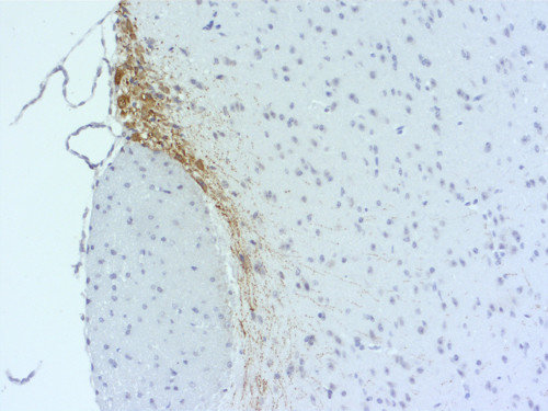 Indirect immunostaining of PFA fixed paraffin embedded mouse brain section (hypothalamus) with guinea pig anti-Vasopressin