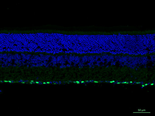 Indirect immunostaining of PFA fixed paraffin mouse retina section with rabbit anti-Brn3a 