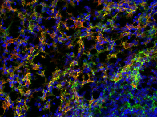 Indirect immunostaining of PFA fixed mouse spleen section with rabbit anti-IBA1