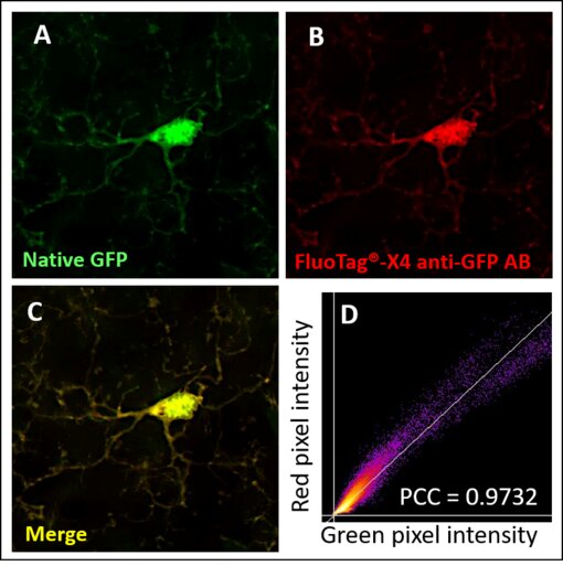 Direct immunostaining with the single domain FluoTag®-X4 anti-GFP antibody. 