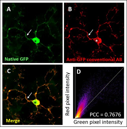 Indirect immunostaining with conventional anti-GFP antibody.