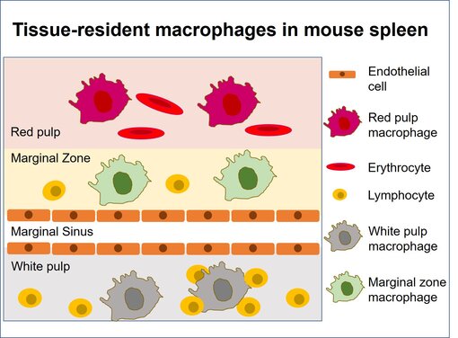 Sub-tissular niches in the mouse spleen.