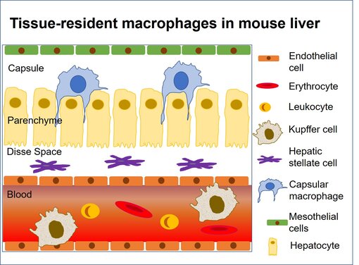 Sub-tissular niches in the mouse liver.