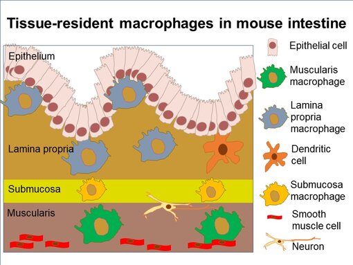 Sub-tissular niches in the mouse intestine.