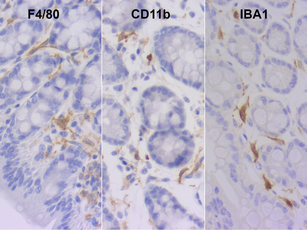 HistoSure - Mouse tissue-resident macrophages