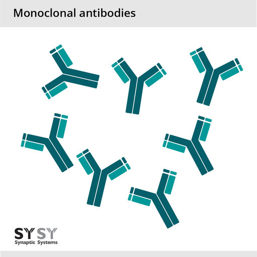 Monoclonal antibodies are identical antibody molecules