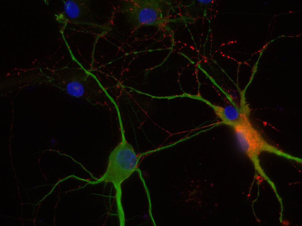 Neuropeptides