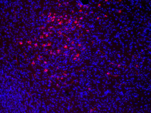 ​Indirect immunostaining of PFA fixed mouse brain section with Guinea pig anti-Orexin A