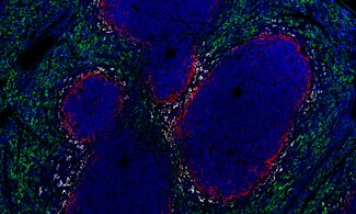 Macrophages are key players in detection and phagocytosis of pathogens, antigen presentation and cytokine release.
