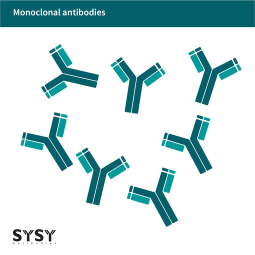 Monoclonal antibodies are identical antibody molecules that share both the constant and the variable sequences which is here depicted with the same colors.