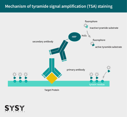 Figure 2: Mechanism of tyramide signal amplification (TSA) staining. 