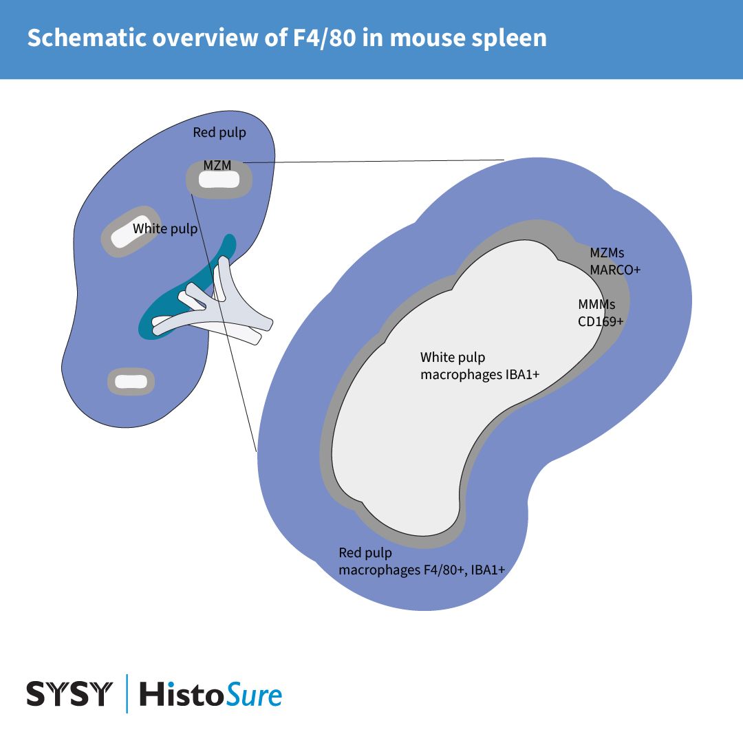 Graphic image of microanatomy of the mouse spleen with localization of splenic macrophage populations.