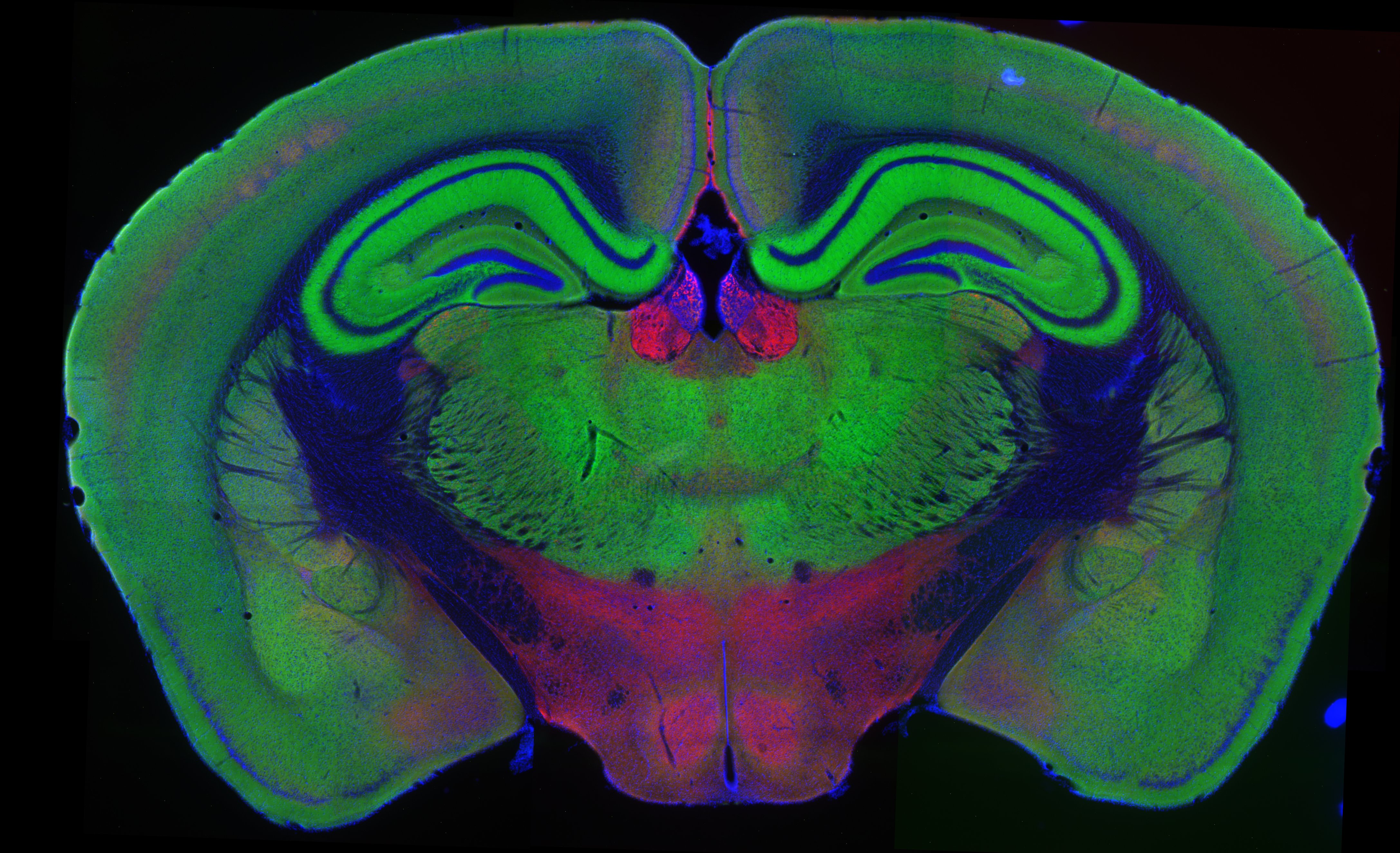 Projection neuron terminals as cortical layer marker, VGLUT2. Direct immunostaining of a formaldehyde-fixed mouse brain section with Sulfo-Cyanine 3 conjugated mouse anti-VGLUT2 (cat. no. 135 421C3, dilution 1 : 500, red) and Sulfo-Cyanine 5 conjugated mouse anti-VGLUT 1 (cat. no. 135 011C5, dilution 1 : 500, green). Nuclei were visualized with DAPI staining (blue).