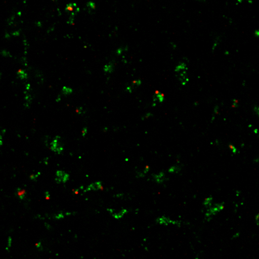 Gephyrin Recombinant rabbit - image 5