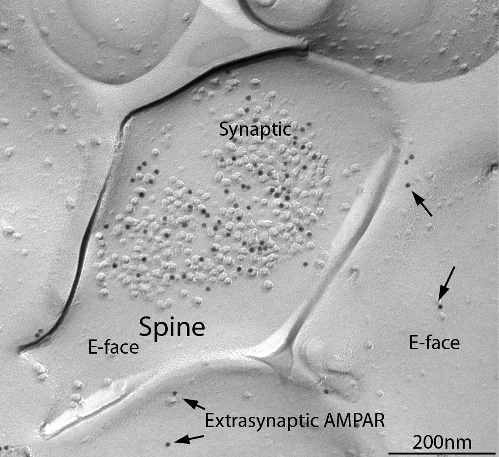 GluA Polyclonal rabbit purified antibody - image 3
