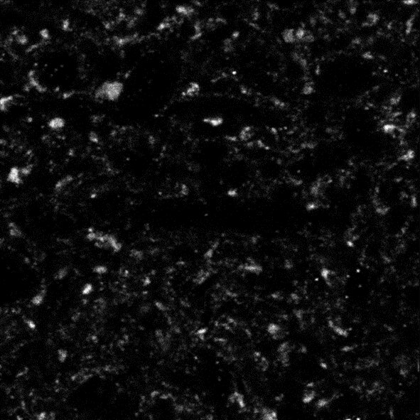 Synaptic Systems - VGLUT1