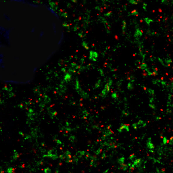 Synaptic Systems - VGLUT1