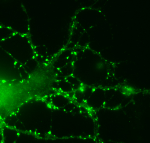 Synaptophysin1 Polyclonal rabbit antiserum - image 2
