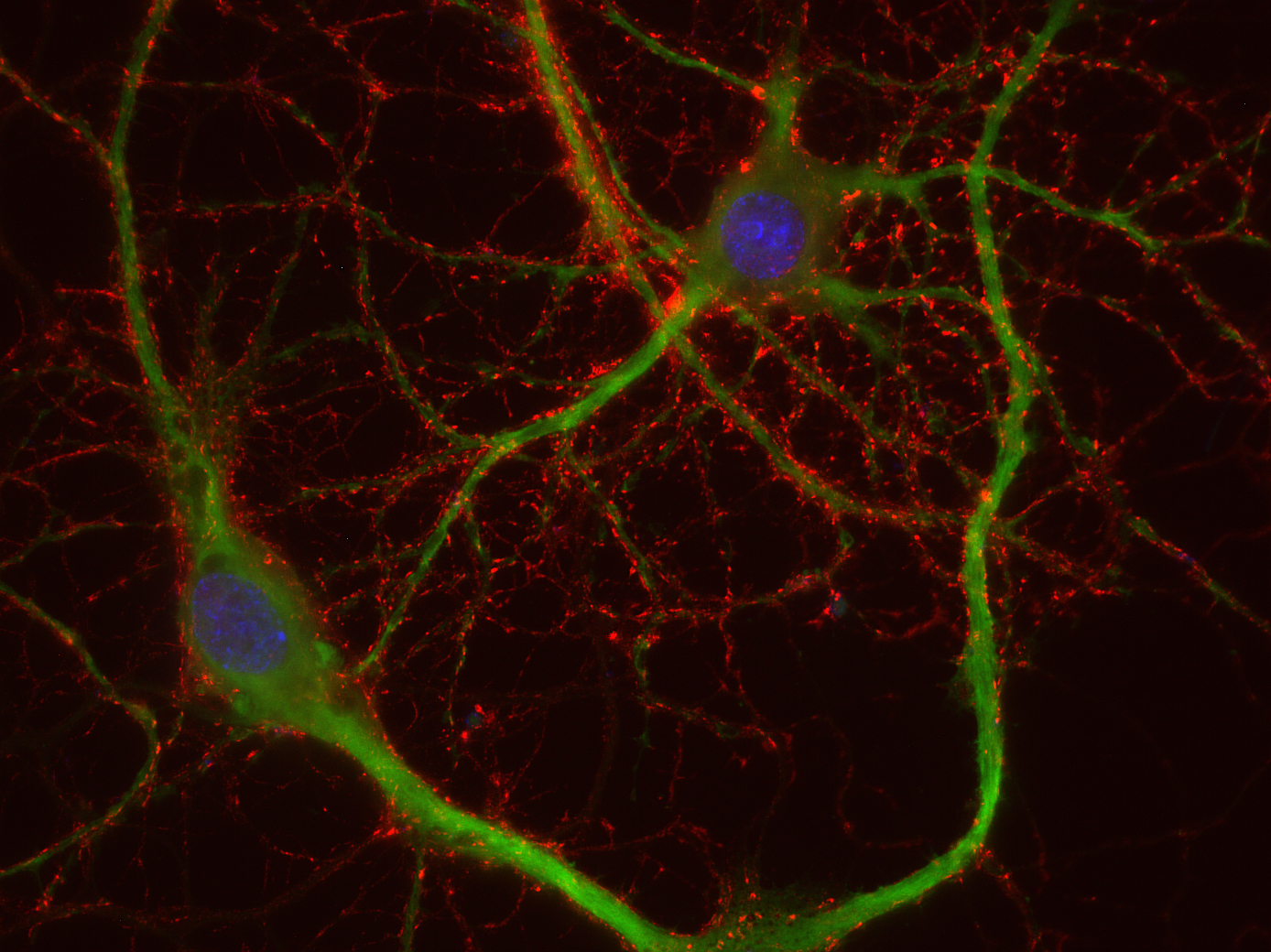 Synaptophysin1 Recombinant rabbit - image 2