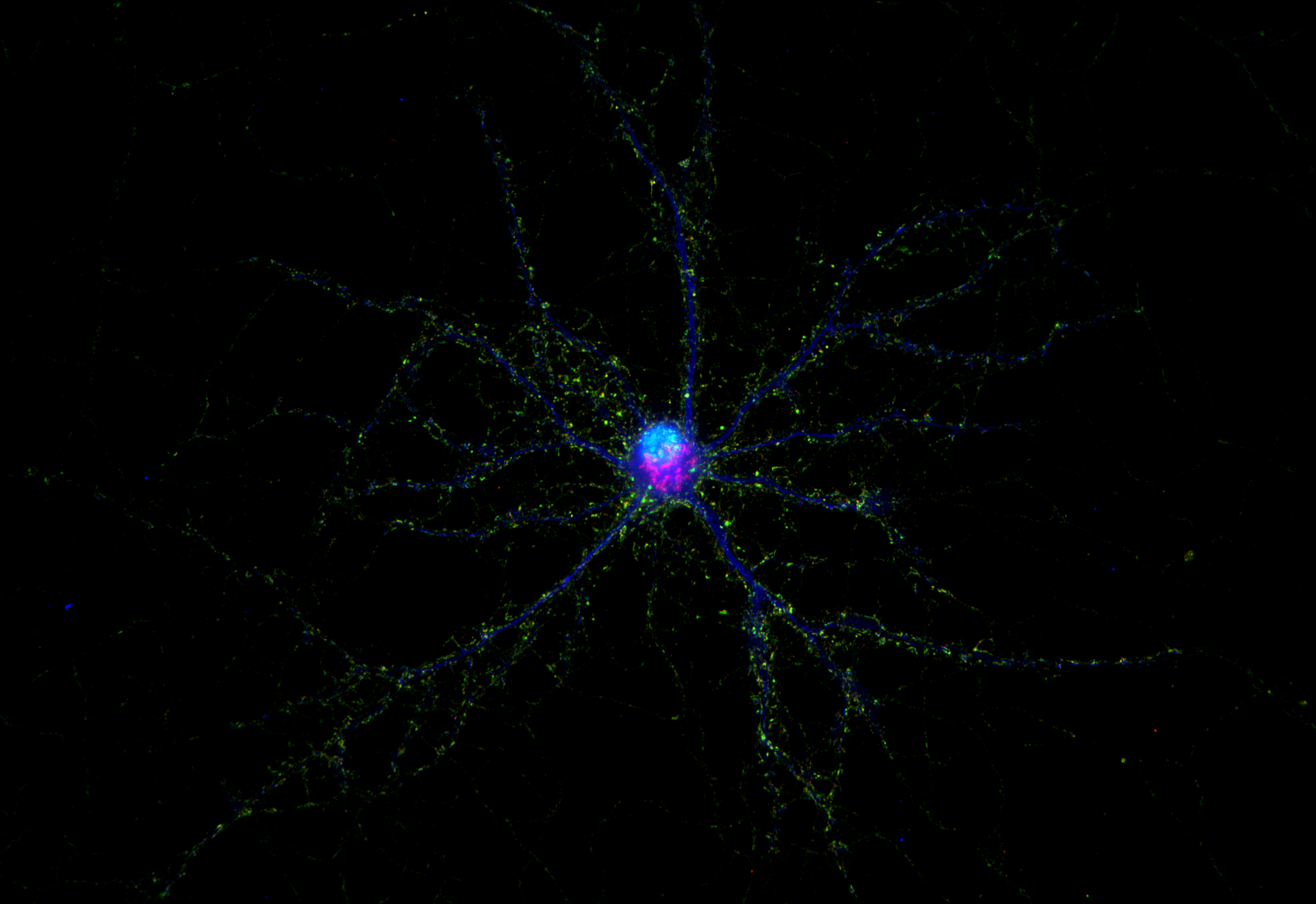 Synaptophysin1 Recombinant chicken - image 2