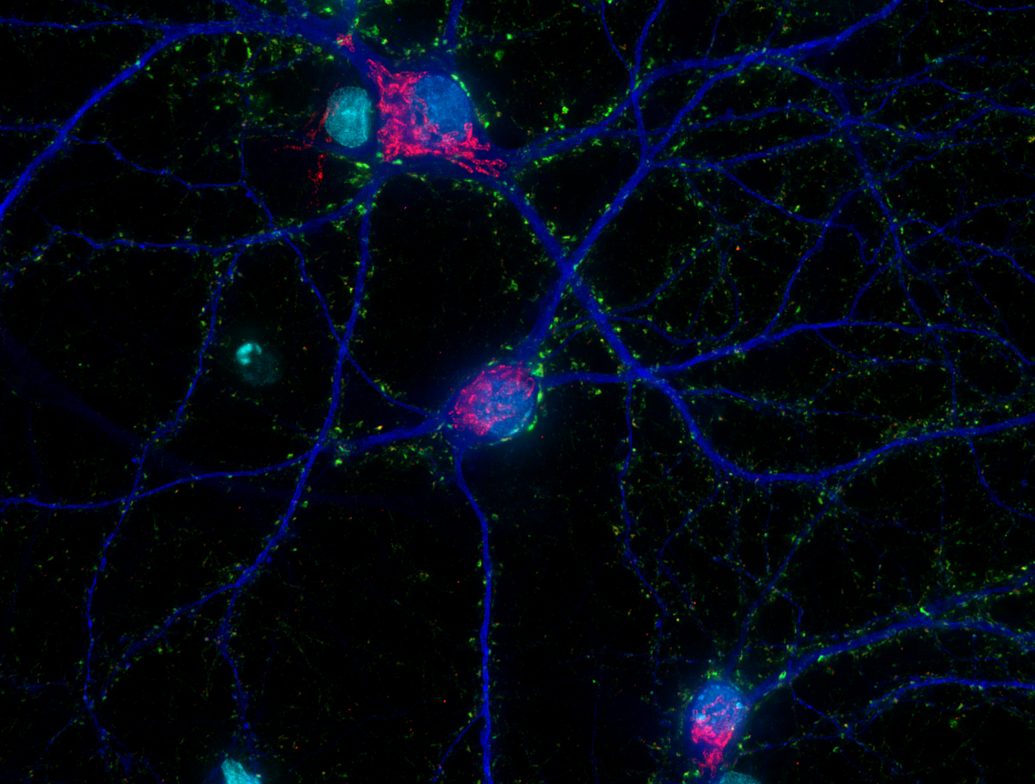 Synaptophysin1 Recombinant chicken - image 3