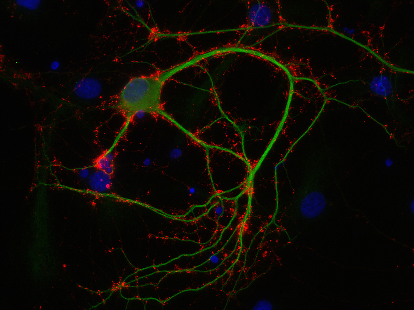 Synaptophysin1 Recombinant Guinea pig - image 2