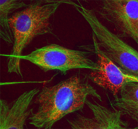 Endobrevin, Polyclonal rabbit antiserum
