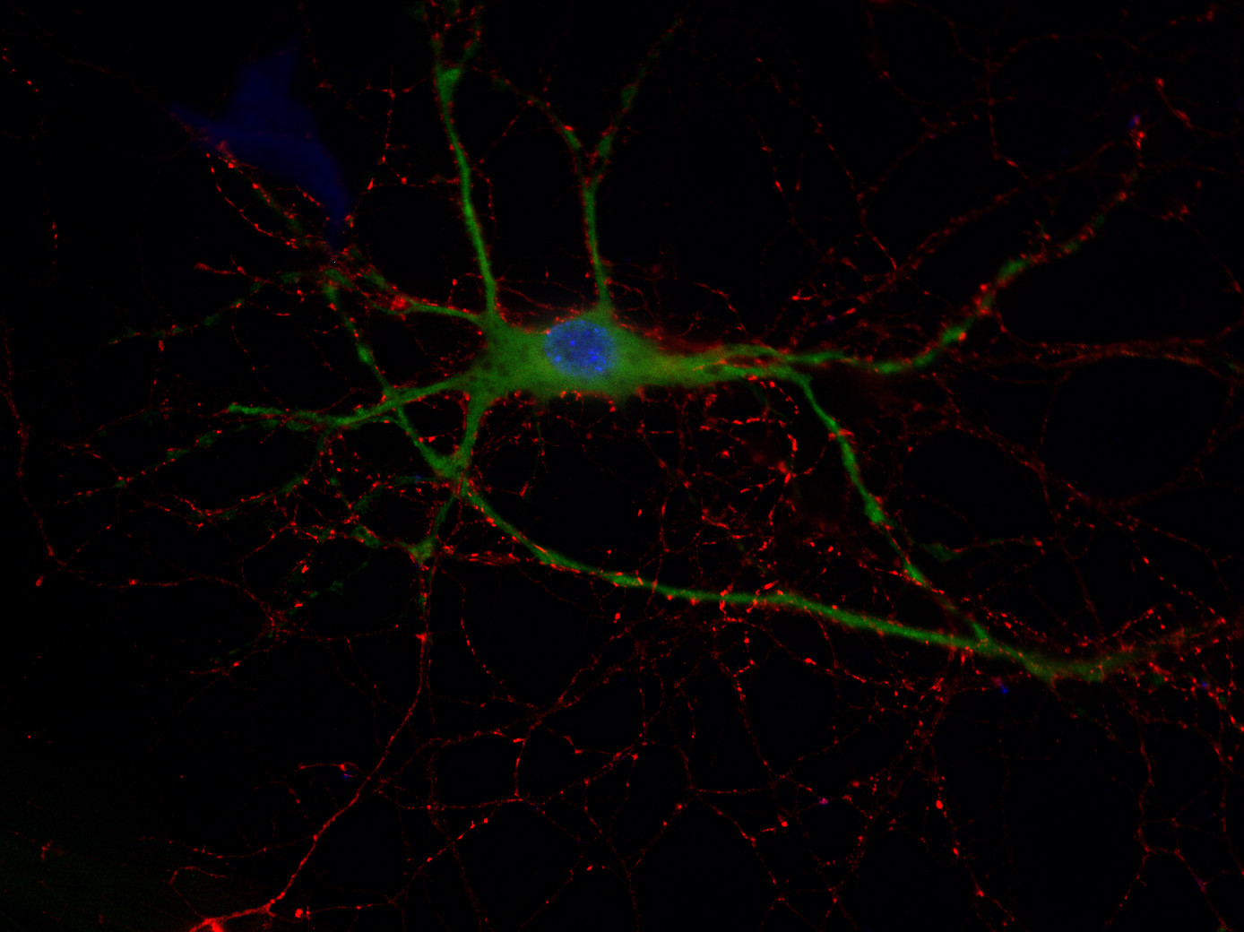 Synaptobrevin2 Recombinant Guinea pig - image 2